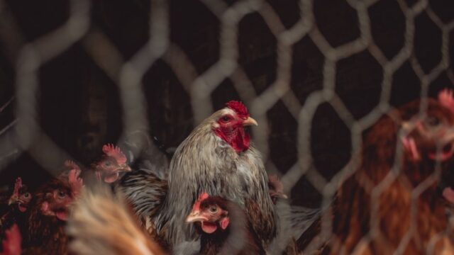 china animal welfare — Blocked by censors, China's animal lovers take fight against abuse off (featured)