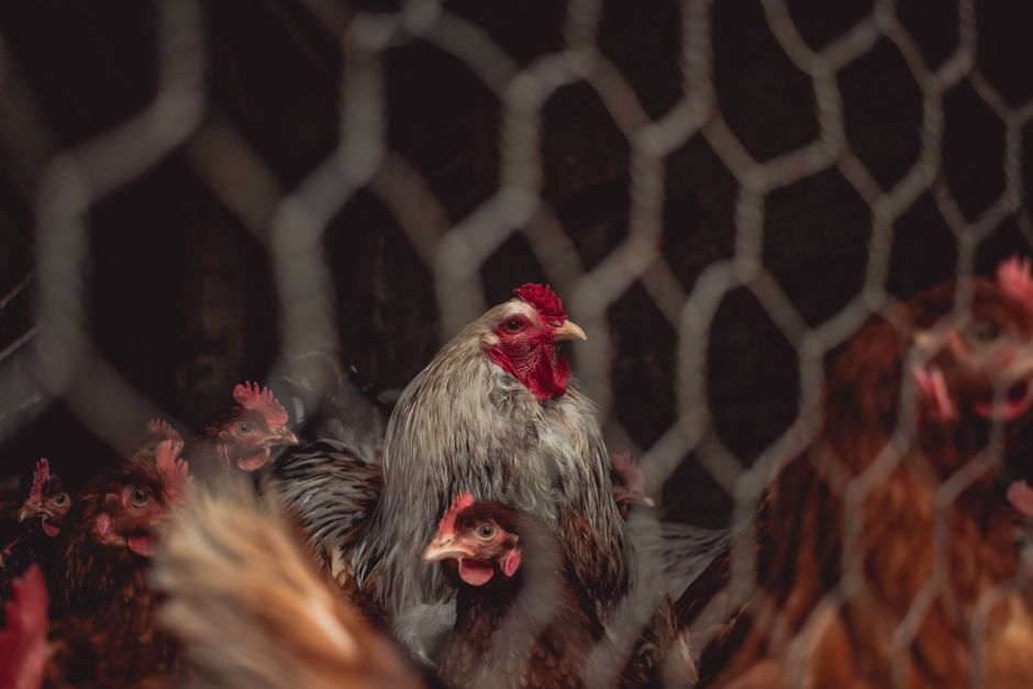 china animal welfare — Blocked by censors, China's animal lovers take fight against abuse off (featured)