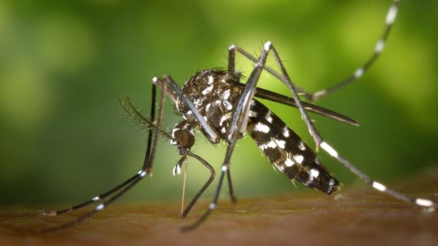 Mosquito-Borne Diseases — Drones Join the Battle Against Mosquito-Borne Diseases in Sri Lanka (featured)