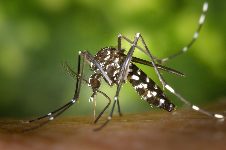 Mosquito-Borne Diseases — Drones Join the Battle Against Mosquito-Borne Diseases in Sri Lanka (featured)