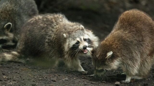 Jimothy — Jimothy the Raccoon: The Unlikely Internet Sensation (featured)