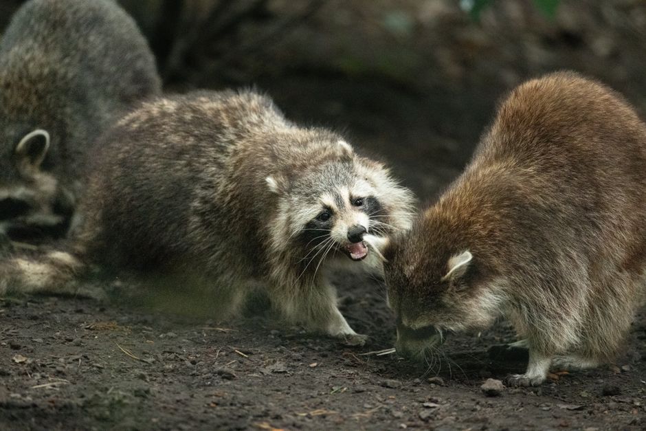 Jimothy — Jimothy the Raccoon: The Unlikely Internet Sensation (featured)