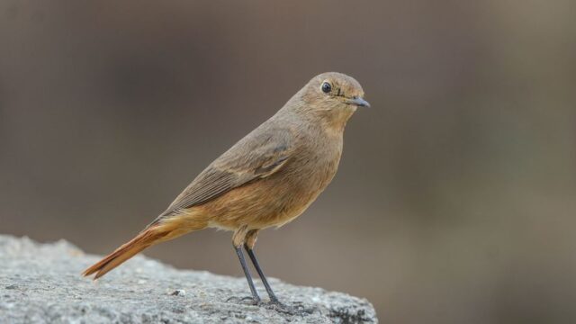 birding apps — Birding Goes High Tech, and Enthusiasts Are Thrilled (featured)
