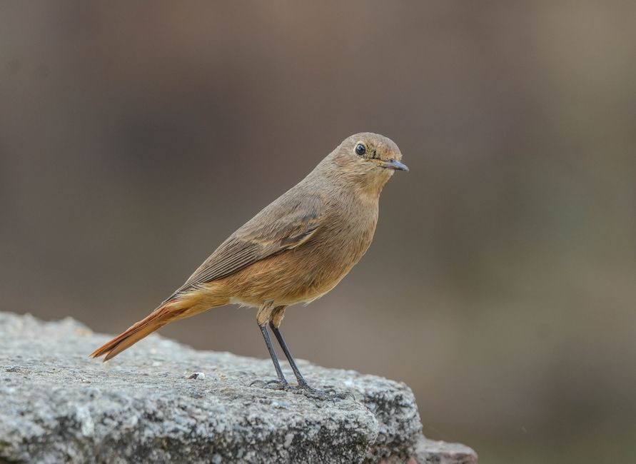 birding apps — Birding Goes High Tech, and Enthusiasts Are Thrilled (featured)