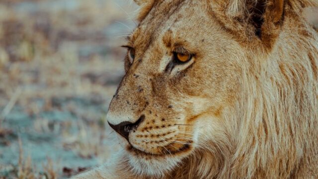 What — What will happen if lions go extinct? (featured)