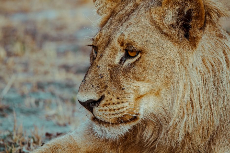 What — What will happen if lions go extinct? (featured)