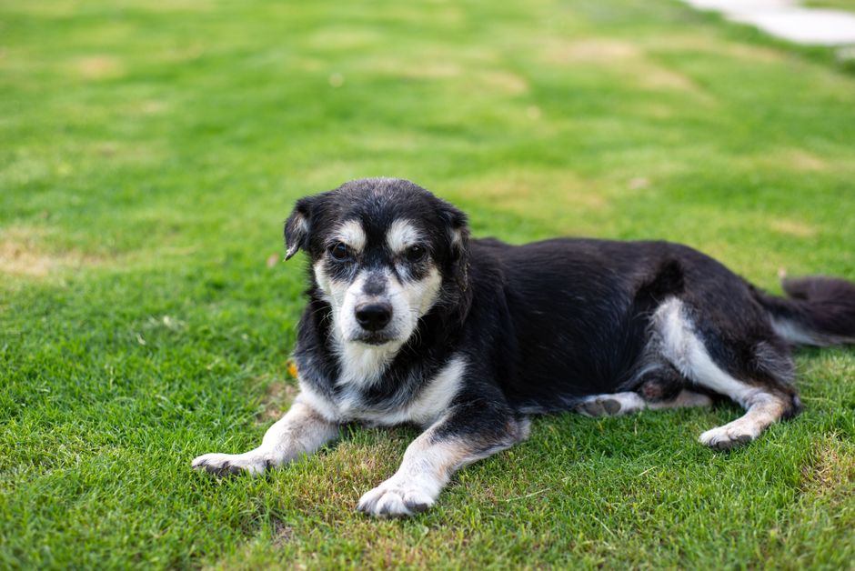 compassion — Is our compassion measured by ice cream for dogs? (inline 1)