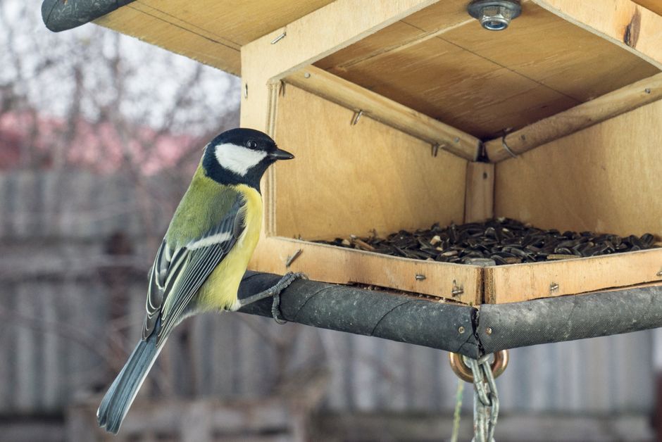 Artificial Intelligence — Is the AI-powered bird feeder a Trojan horse for data collection? (photo)