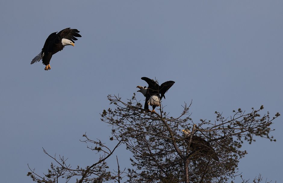 Jackie the Eagle — Jackie the Eagle's Tarnished Throne: A Brutal Reality Check (photo)
