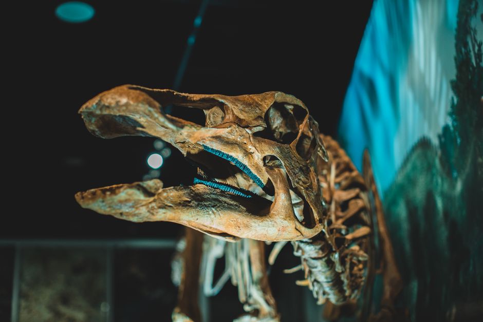Mastodonsaurus — 2,000 volunteers unite to restore 240-million-year-old predator (inline 1)