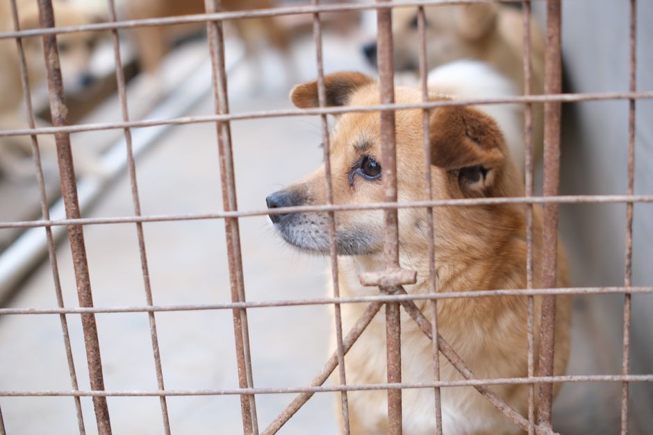 china animal welfare — Blocked by censors, China's animal lovers take fight against abuse off (photo)