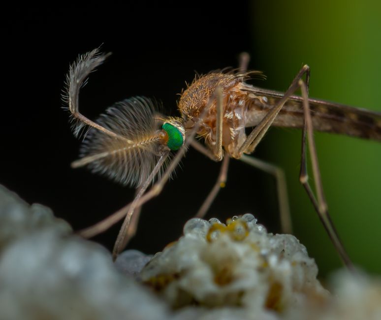 Mosquito-Borne Diseases — Drones Join the Battle Against Mosquito-Borne Diseases in Sri Lanka (photo)