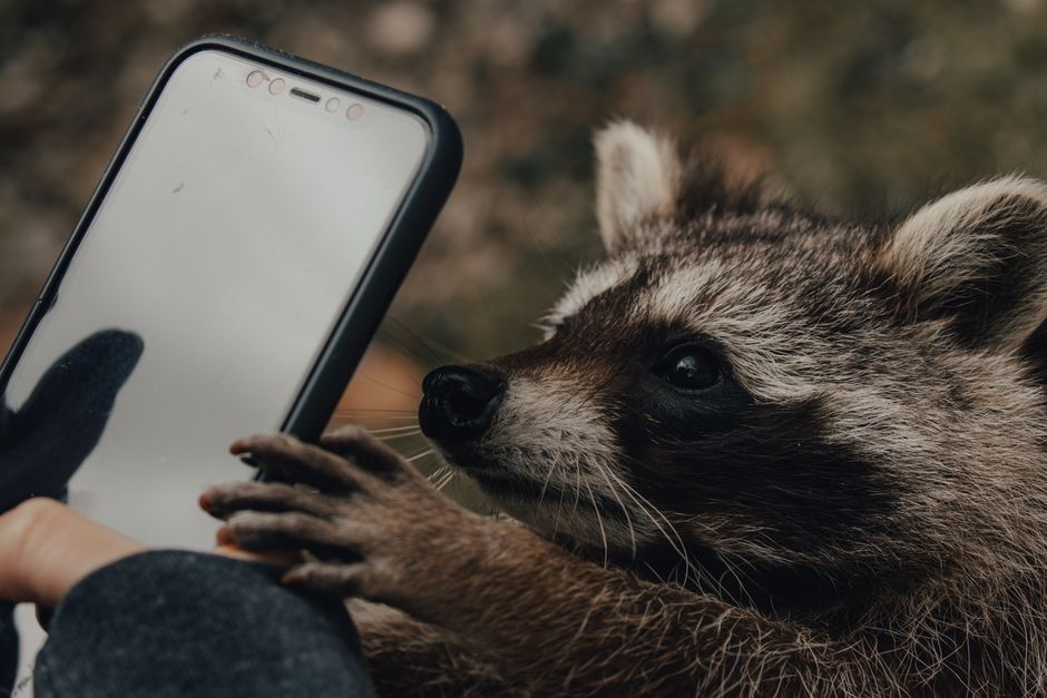 Jimothy — Jimothy the Raccoon: The Unlikely Internet Sensation (inline 1)
