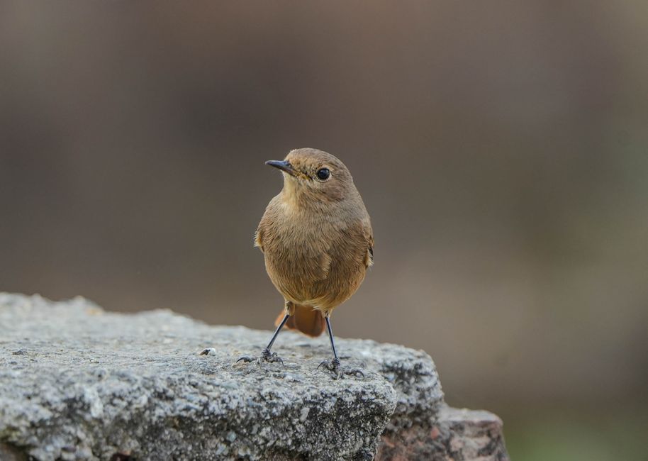 birding apps — Birding Goes High Tech, and Enthusiasts Are Thrilled (photo)