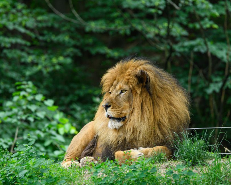 What — What will happen if lions go extinct? (inline 1)