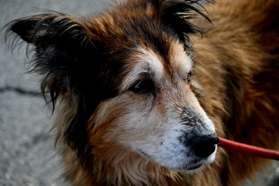 compassion — Is our compassion measured by ice cream for dogs? (inline 2)