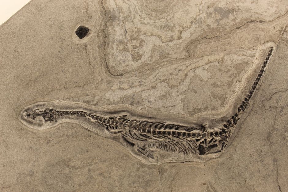 Southeast Asia — The New Dinosaur Discovery in Thailand: Unearthing a Prehistoric Past (photo)