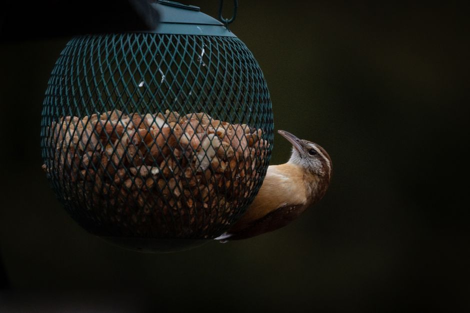 Artificial Intelligence — Is the AI-powered bird feeder a Trojan horse for data collection? (photo)