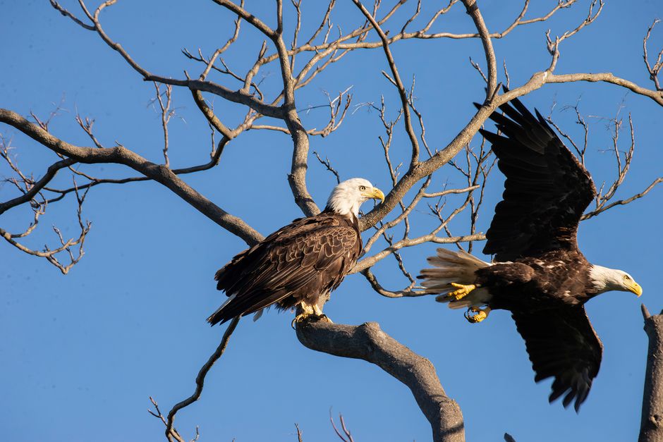 Jackie the Eagle — Jackie the Eagle's Tarnished Throne: A Brutal Reality Check (photo)