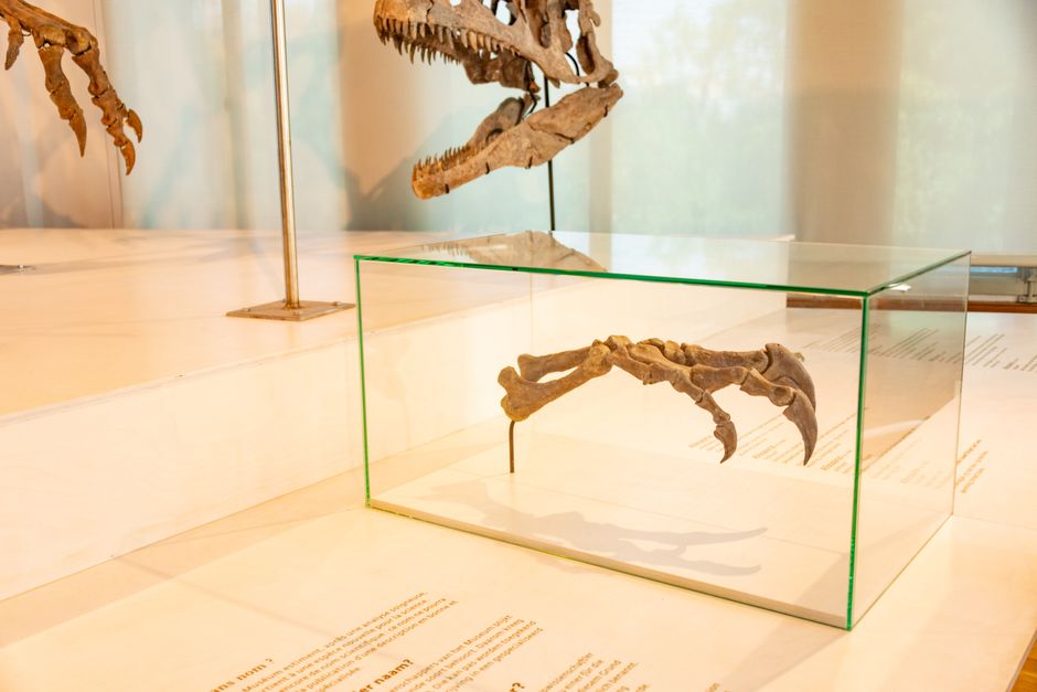 Mastodonsaurus — 2,000 volunteers unite to restore 240-million-year-old predator (inline 2)