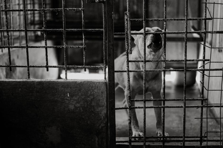 china animal welfare — Blocked by censors, China's animal lovers take fight against abuse off (photo)