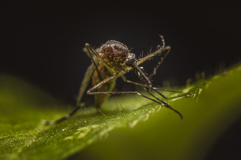 Mosquito-Borne Diseases — Drones Join the Battle Against Mosquito-Borne Diseases in Sri Lanka (photo)