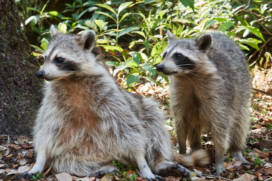 Jimothy — Jimothy the Raccoon: The Unlikely Internet Sensation (inline 2)