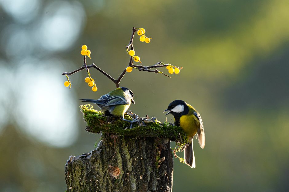 birding apps — Birding Goes High Tech, and Enthusiasts Are Thrilled (photo)