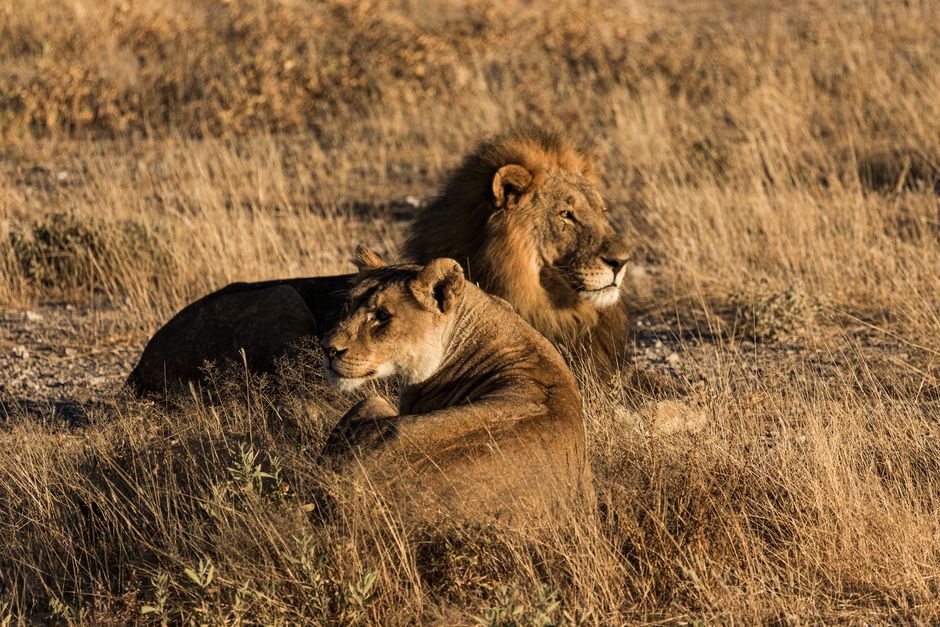 What — What will happen if lions go extinct? (inline 2)
