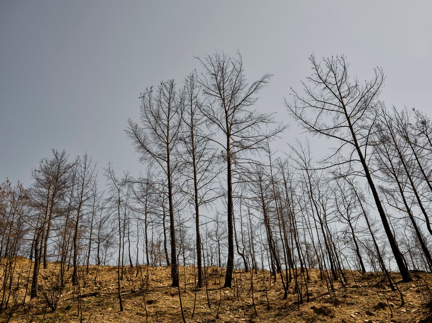 Climate Change — The Climate Screams at Us in Smoke and Ash (photo)