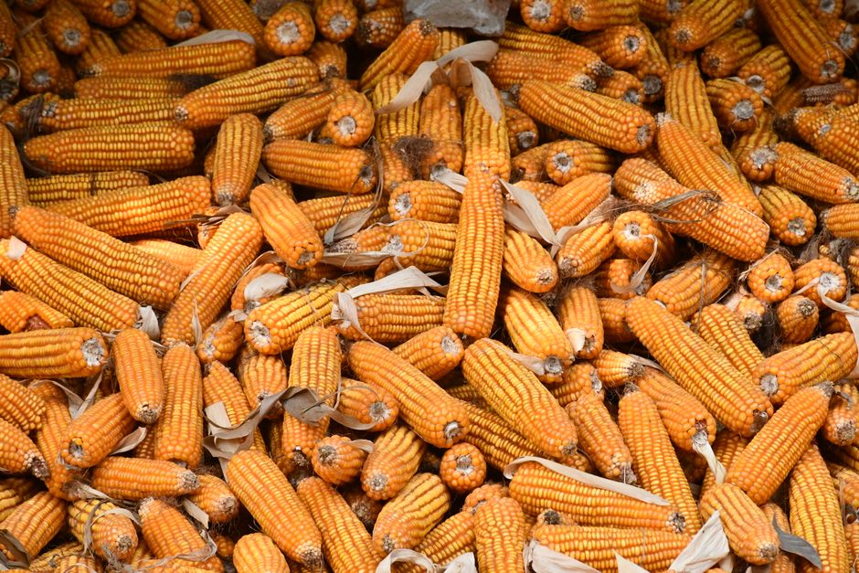 Egypt food security — Egypt's fragile food security: A momentary reprieve or another false p (photo)