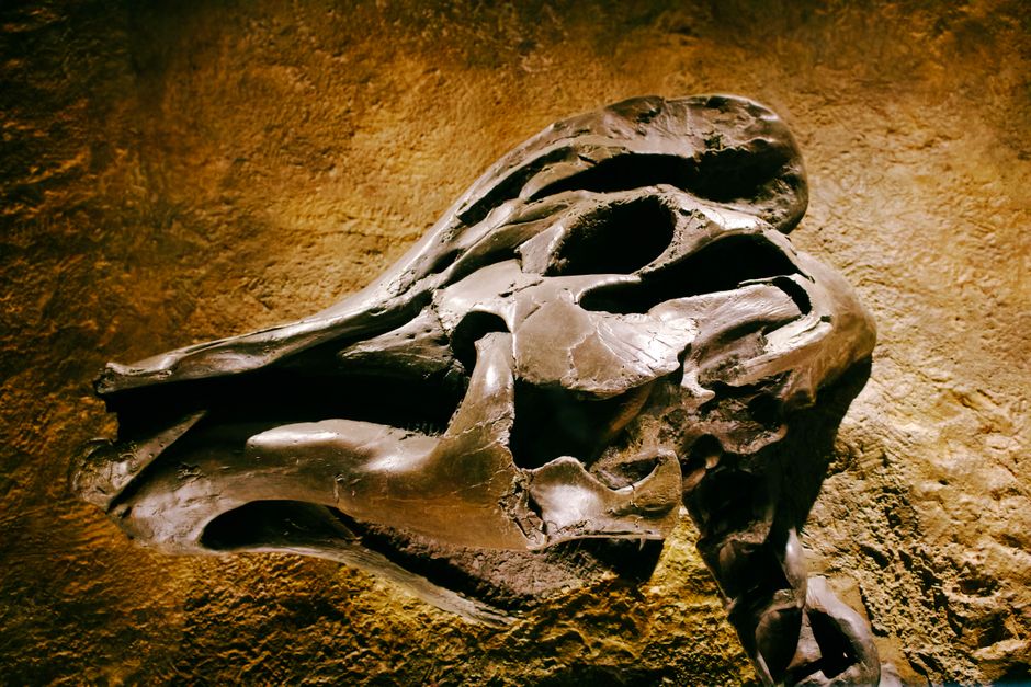 Southeast Asia — The New Dinosaur Discovery in Thailand: Unearthing a Prehistoric Past (photo)