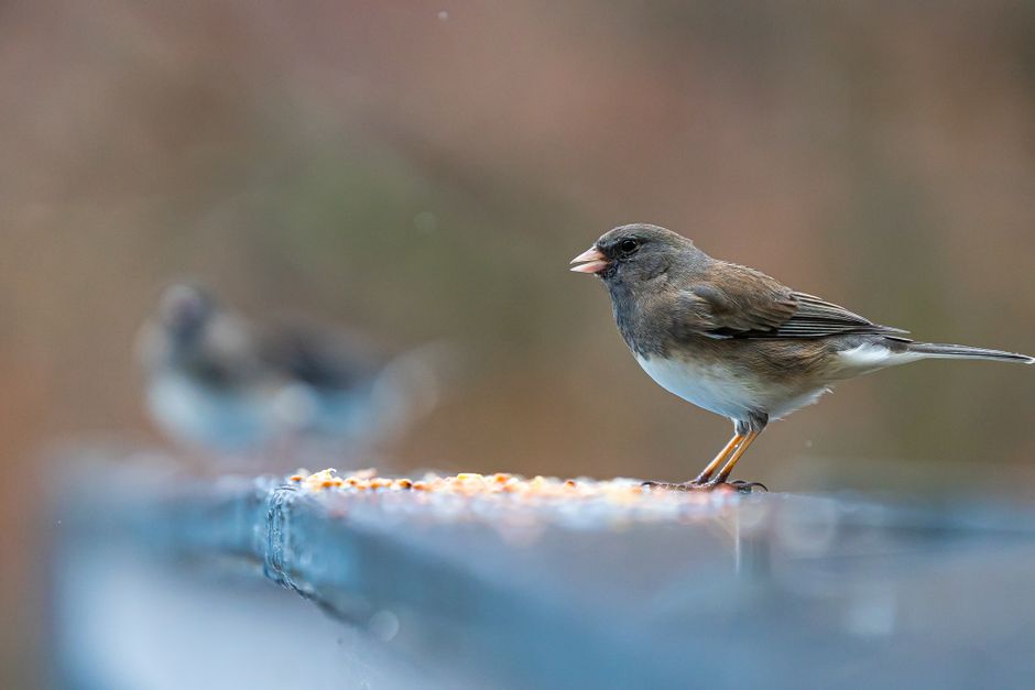 Artificial Intelligence — Is the AI-powered bird feeder a Trojan horse for data collection? (photo)