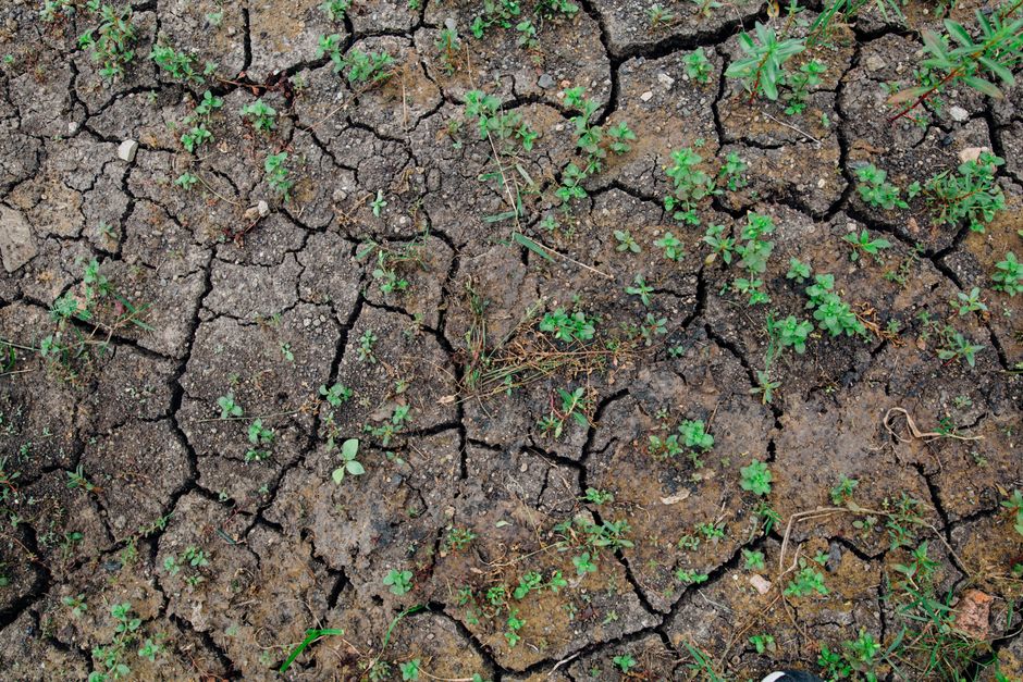 climate change — Reclaimed by the parched earth: the ghostly return of The Great Parter (photo)