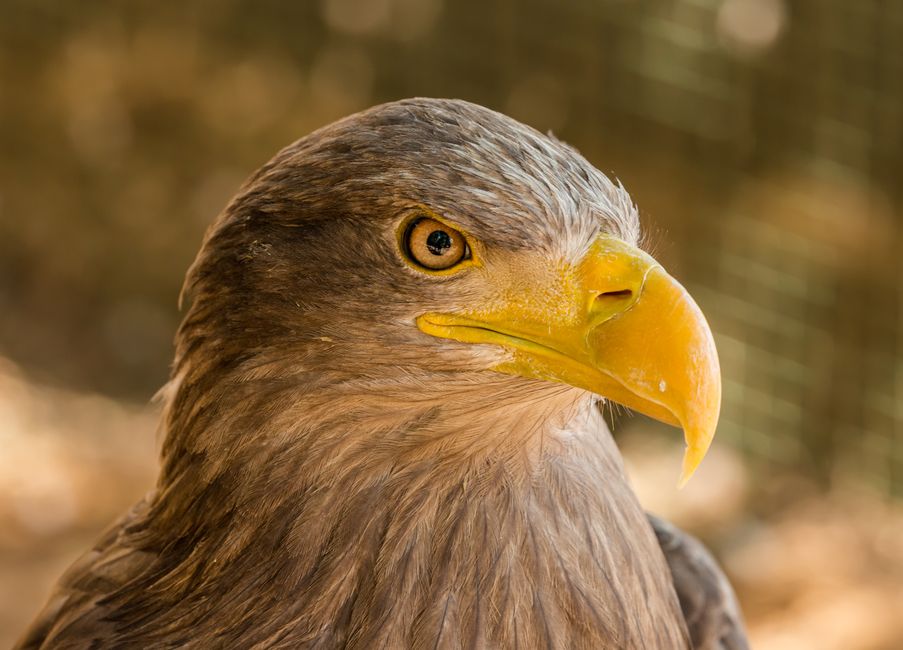 Jackie the Eagle — Jackie the Eagle's Tarnished Throne: A Brutal Reality Check (photo)