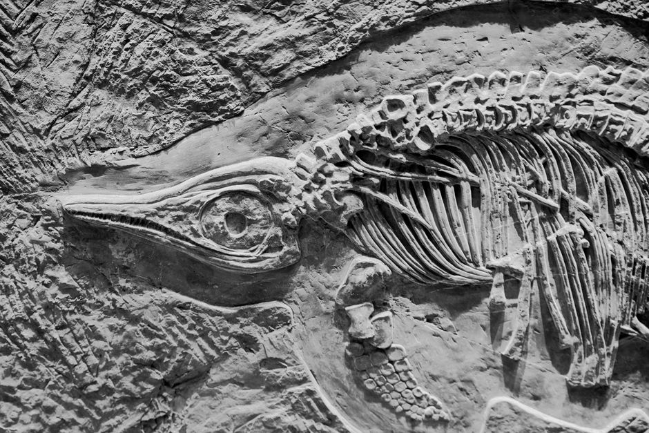Mastodonsaurus — 2,000 volunteers unite to restore 240-million-year-old predator (inline 3)