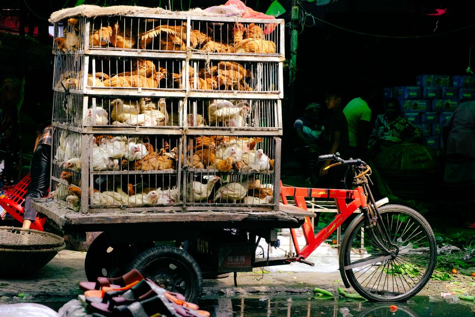 china animal welfare — Blocked by censors, China's animal lovers take fight against abuse off (photo)