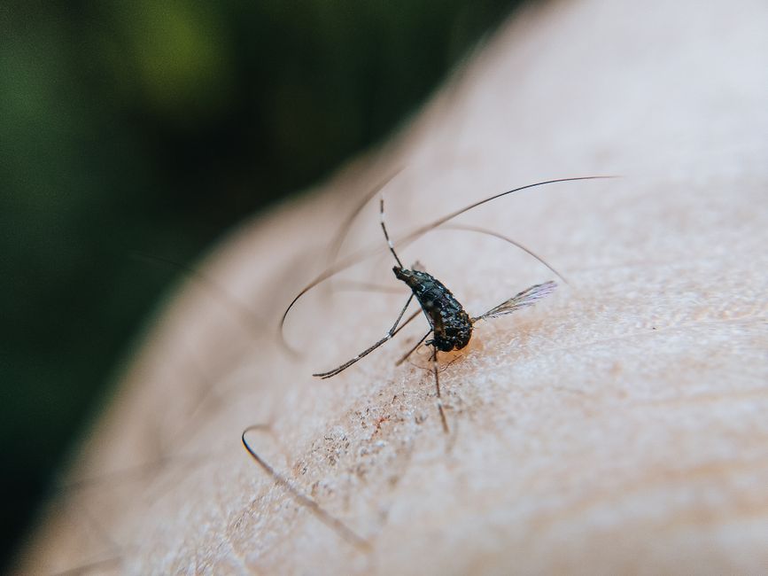 Mosquito-Borne Diseases — Drones Join the Battle Against Mosquito-Borne Diseases in Sri Lanka (photo)