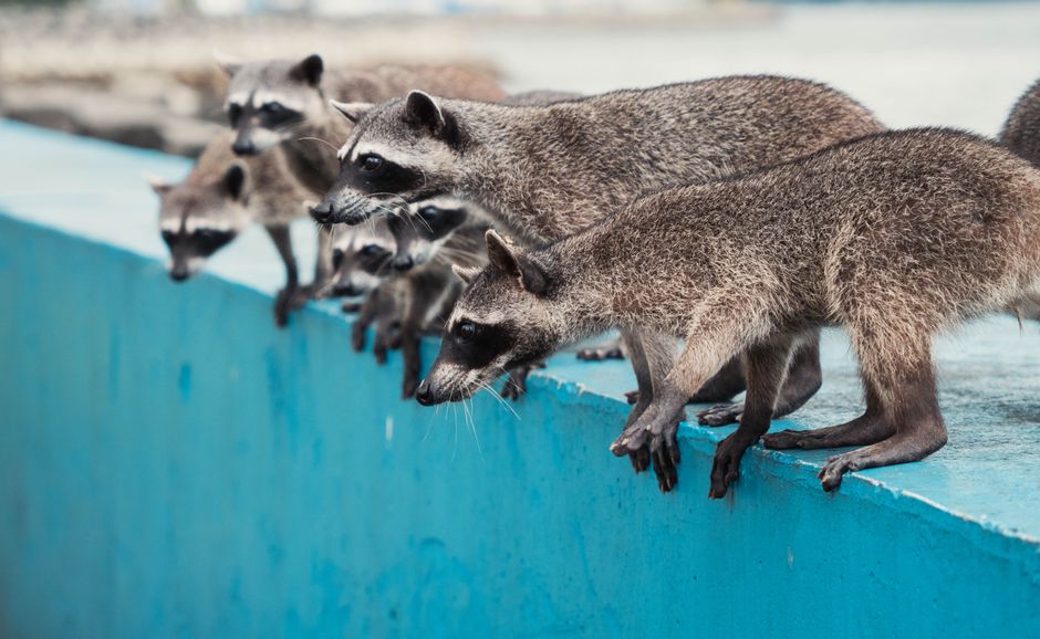 Jimothy — Jimothy the Raccoon: The Unlikely Internet Sensation (inline 3)
