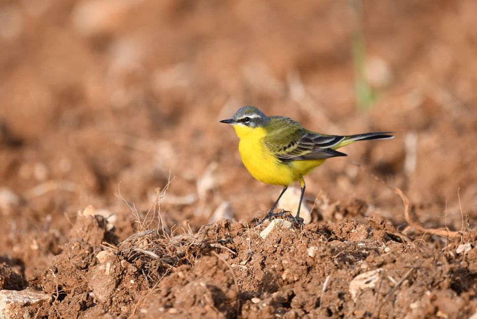 birding apps — Birding Goes High Tech, and Enthusiasts Are Thrilled (photo)