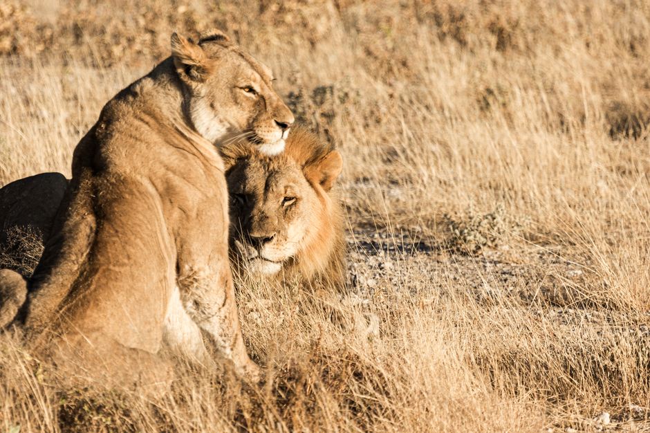 What — What will happen if lions go extinct? (inline 3)