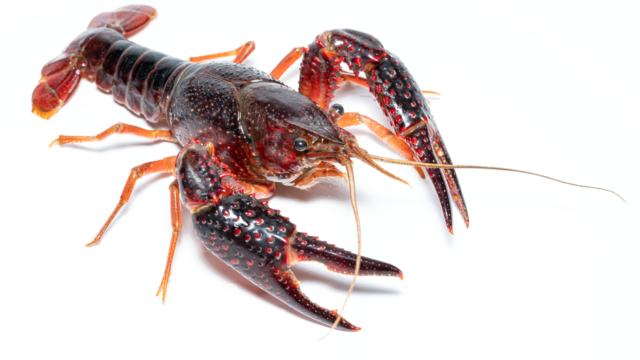 invasive species — Spanish River's Uninvited Guest Spawns Industry (featured)