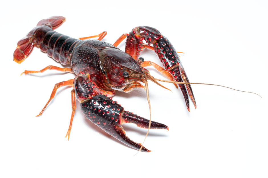 invasive species — Spanish River's Uninvited Guest Spawns Industry (featured)