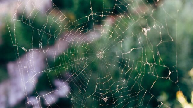 Spider-Man — A Tantalizing Glimpse: What Tom Holland's Spider-Man Plan Reveals and (featured)