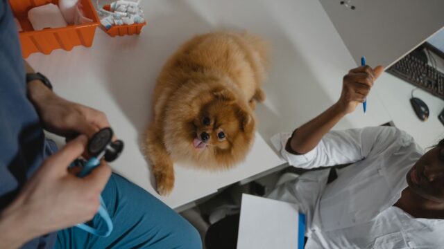 The Farmer's Dog — The Farmer's Dog: A Holistic Hype or Genuine Evolution? (featured)