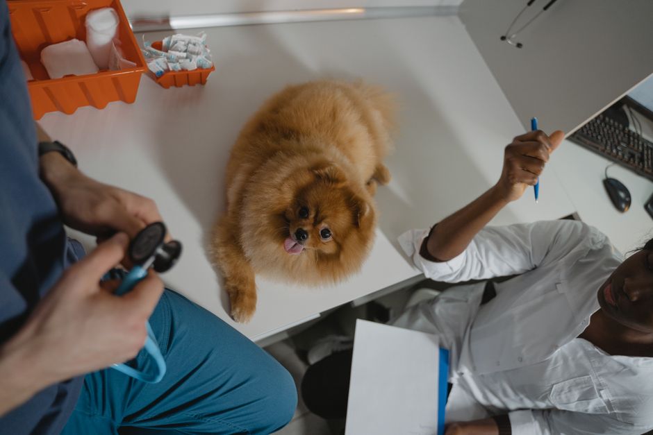 The Farmer's Dog — The Farmer's Dog: A Holistic Hype or Genuine Evolution? (featured)
