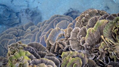 Scientists — Scientists discovered how the Moken sea nomads developed an extraordin (featured)