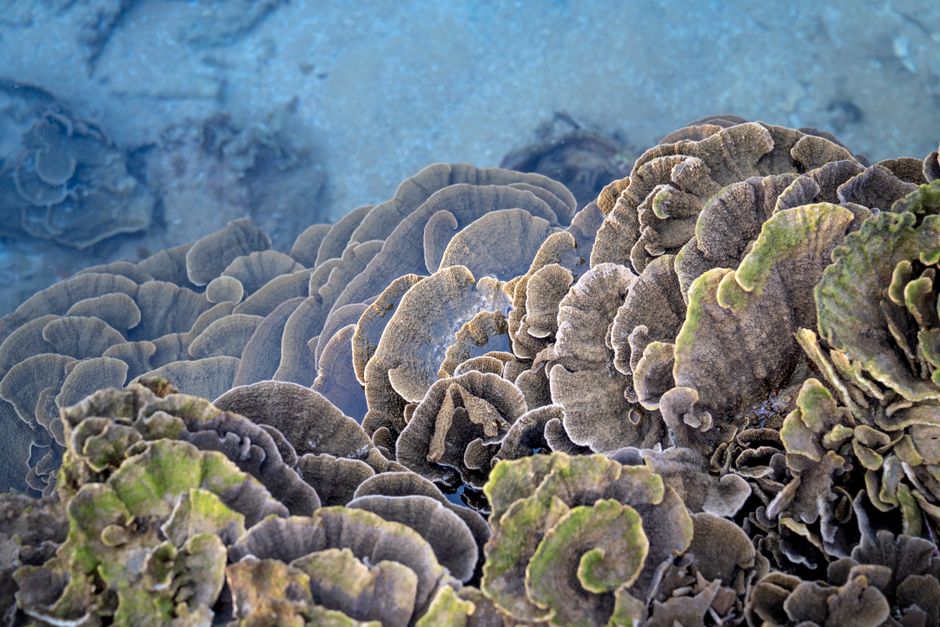 Scientists — Scientists discovered how the Moken sea nomads developed an extraordin (featured)