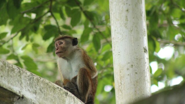 Conservation — Conservation's False Comfort (featured)