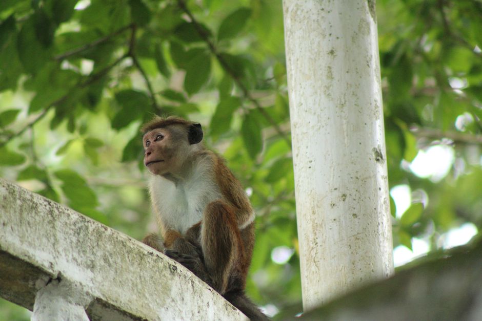 Conservation — Conservation's False Comfort (featured)
